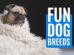 Fun Dog Breeds