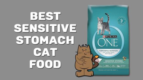 Best Sensitive Stomach Cat Food