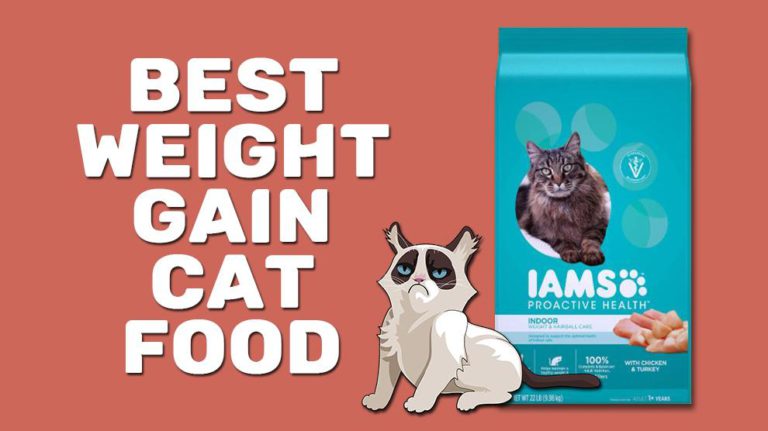 10-best-cat-food-for-weight-gain-in-2023-tips-to-buy-high-calorie