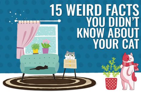 Weird Facts You Didn’t Know About Your Cat