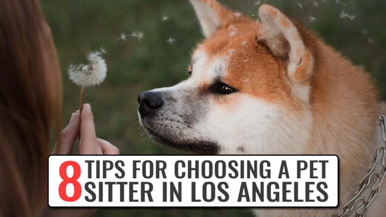 8 Tips For Choosing A Pet Sitter In Los Angeles 768x431 
