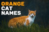 Orange Cat Names