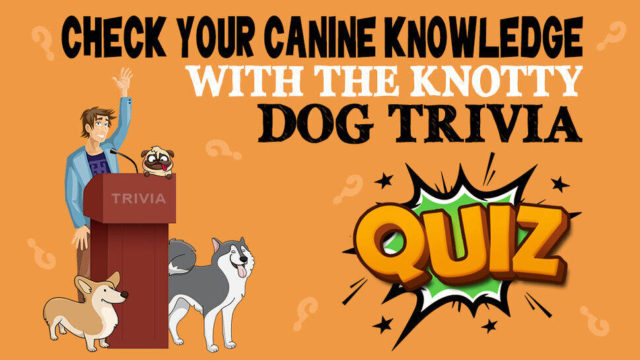 Challenge Your Canine Knowledge - Dog Trivia Quiz - Petmoo