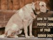 How To Take Care of Senior Dogs