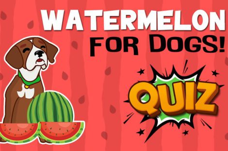 Watermelon For Dogs Quiz