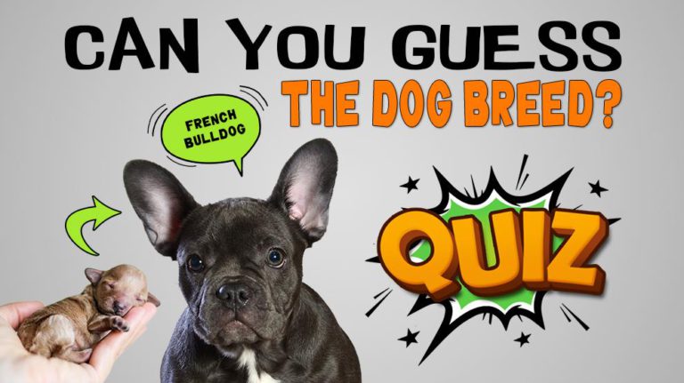 Can You Guess The Dog Breed From Cute Puppies? - Petmoo