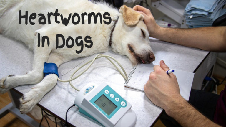 9 Things to Know About Heartworms In Dogs - Petmoo