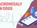 Acromegaly In Dogs