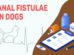 Anal Fistulae In Dogs