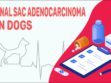 Anal Sac Adenocarcinoma In Dogs