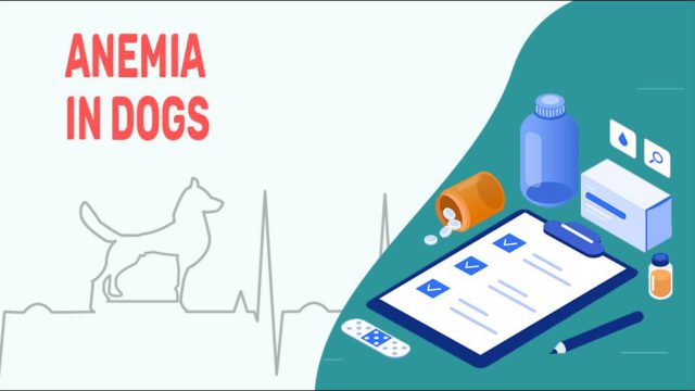 Anemia In Dogs 640x360 