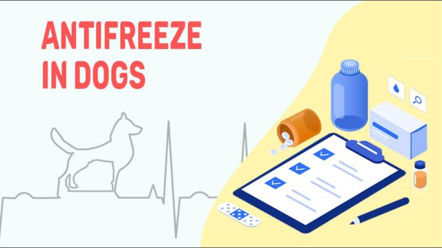 Antifreeze Poisoning In Dogs - Petmoo