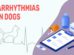 Arrhythmias In Dogs