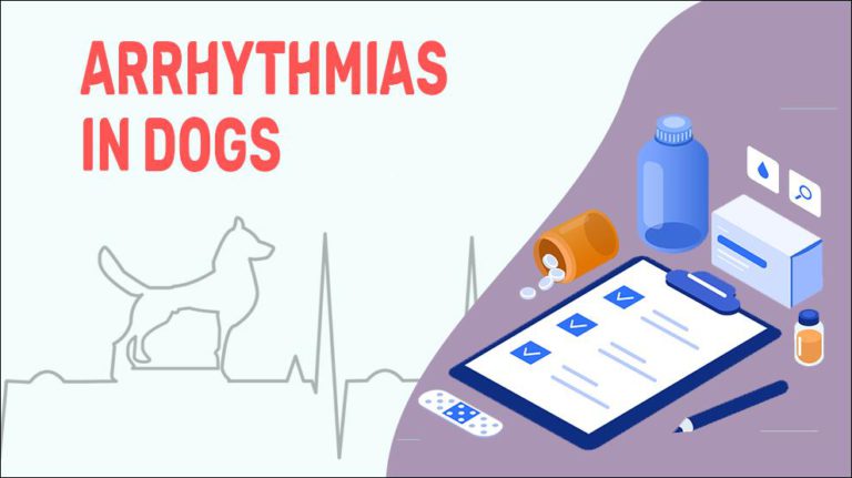 arrhythmias-in-dogs-types-symptoms-treatments-petmoo