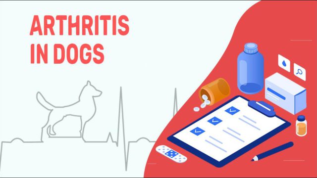 Arthritis In Dogs - Symptoms & Treatments - Petmoo