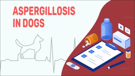 Aspergillosis In Dogs - Petmoo