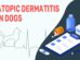 Atopic Dermatitis In Dogs