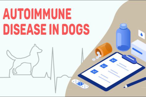 Autoimmune Disease In Dogs