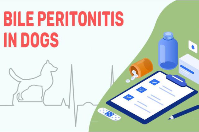 Bile Peritonitis In Dogs