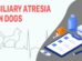 Biliary Atresia In Dogs