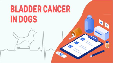 Bladder Cancer In Dogs - Symptoms & Treatments - Petmoo