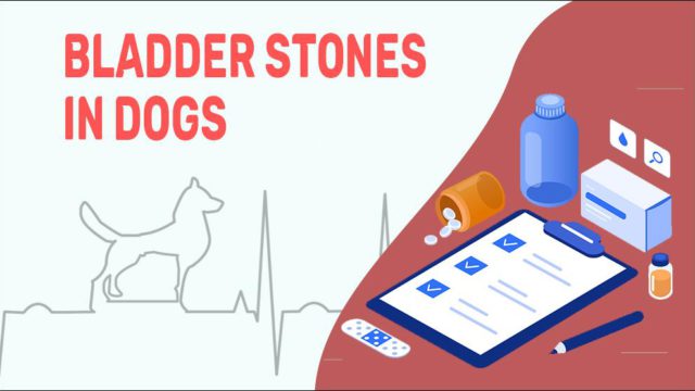 Bladder Stones In Dogs - Types, Symptoms & Treatments - Petmoo