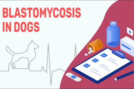 Blastomycosis In Dogs