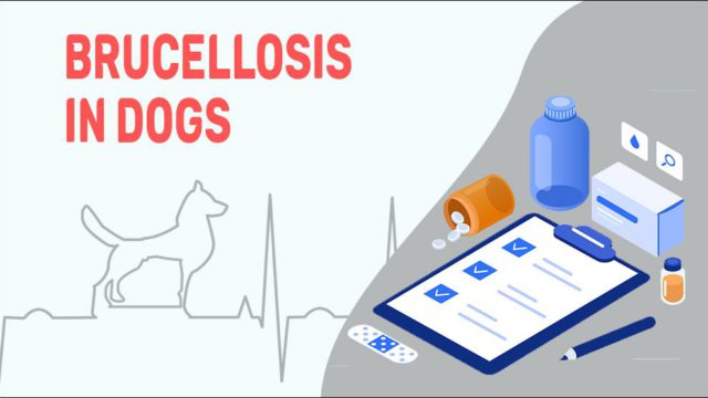 Brucellosis In Dogs - Canine Brucellosis Facts - Petmoo