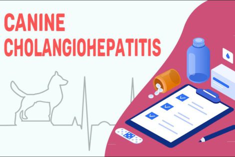 Canine Cholangiohepatitis