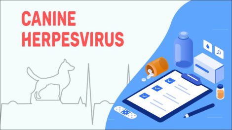 Canine Herpesvirus- Symptoms & Treatment - Petmoo