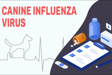 Canine Influenza Virus