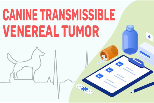 Canine Transmissible Venereal Tumor