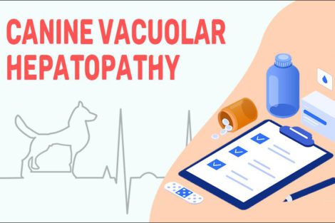 Canine Vacuolar Hepatopathy