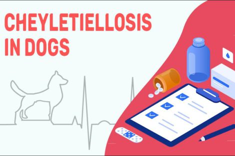 Cheyletiellosis In Dogs