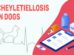 Cheyletiellosis In Dogs