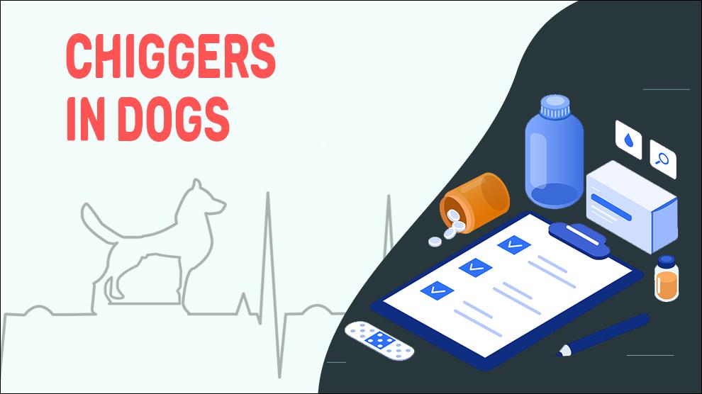 chigger bites on dogs