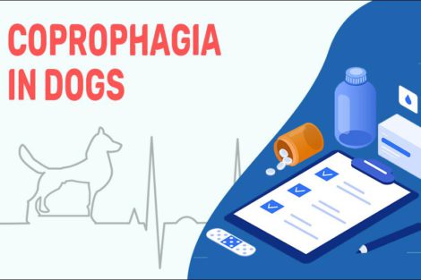 Coprophagia In Dogs