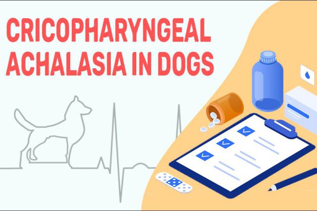 Cricopharyngeal Achalasia In Dogs