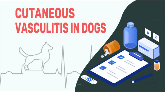 cutaneous-vasculitis-in-dogs-petmoo