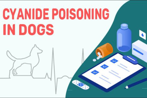 Cyanide Poisoning In Dogs