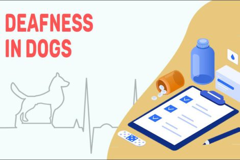 Deafness In Dogs