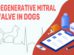 Degenerative Mitral Valve In Dogs