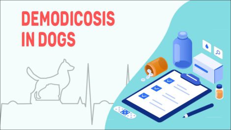 Demodicosis In Dogs - Petmoo