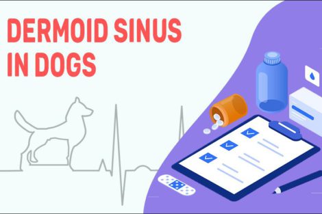 Dermoid Sinus In Dogs