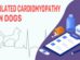 Dilated Cardiomyopathy In Dogs