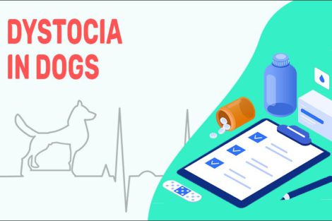 Dystocia In Dogs