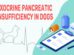 Exocrine Pancreatic Insufficiency In Dogs