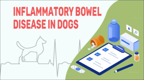 Inflammatory Bowel Disease In Dogs - Petmoo