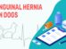 Inguinal Hernia In Dogs