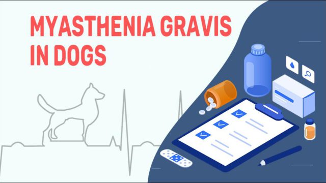 myasthenia-gravis-in-dogs-petmoo